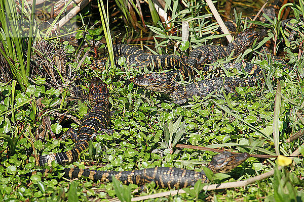 USA. Floride. Parc National des Everglades. Shark Valley. Bébés alligators.