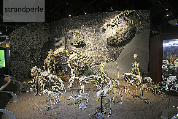 Usa  Floride  Orlando. SKELETONS: Museum Of Osteology