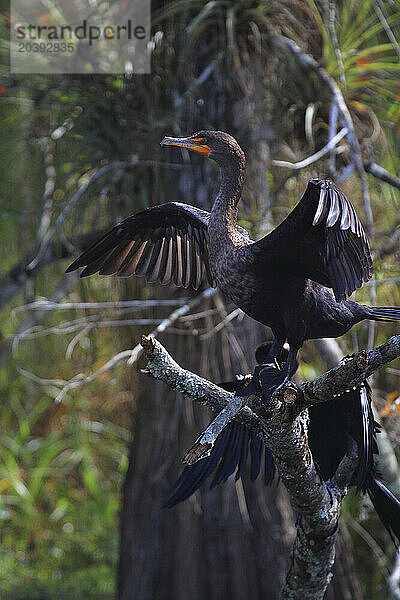 Usa  Florida. Everglades. Anhinga (Anhingidae) drying his Plumage