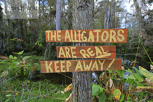 Usa  Florida. Everglades. Loop Road. Alligator. Danger