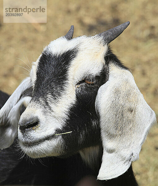 Chile  Antofagasta Region  Andes Mountains  Machuca  goat