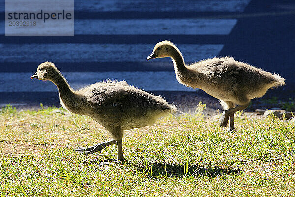 Canada  Quebec  Montreal  Canada geese  branta canadensis  goslings