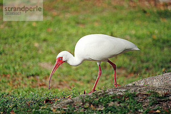 Etats-Unis. Floride. Miami. Key Biscayne. Bill Baggs Cape Florida State Park. Ibis blanc en train de chercher de la nourriture.