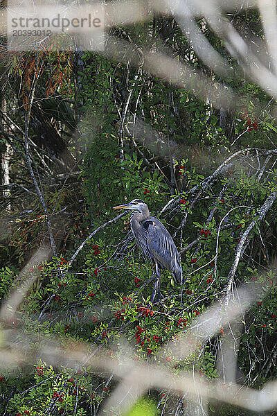 Usa  Florida. Everglades.