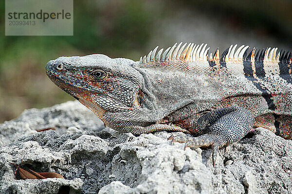 Etats-Unis. Floride. Miami. Key Biscayne. Bill Baggs Cape Florida State Park. Gros plan sur un iguane.