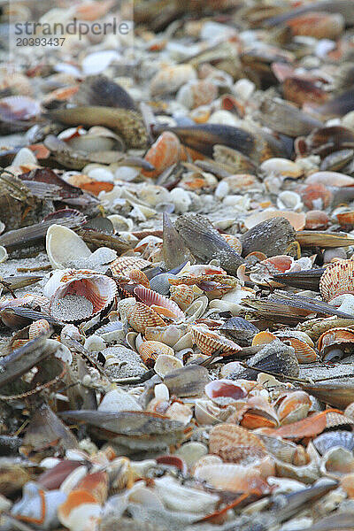 Usa  Florida. Gasparilla Island. Boca Grande. Shells on beach