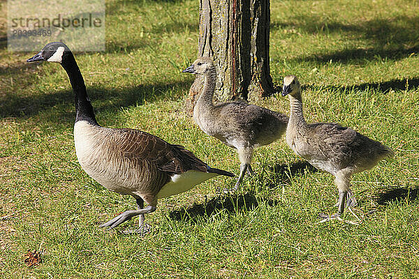 Canada  Quebec  Montreal  Canada goose  branta canadensis  goslings