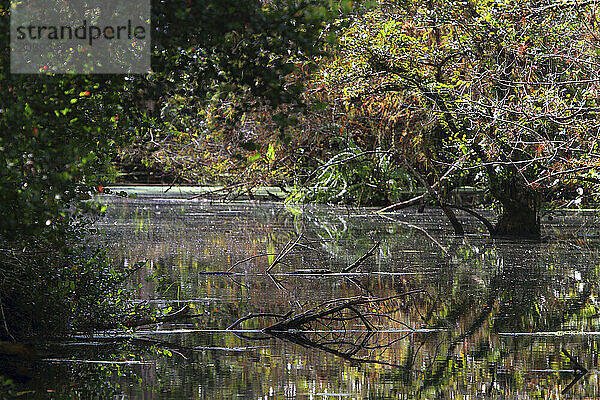 Usa  Florida. Everglades. Loop Road. Cypress trees and swamp