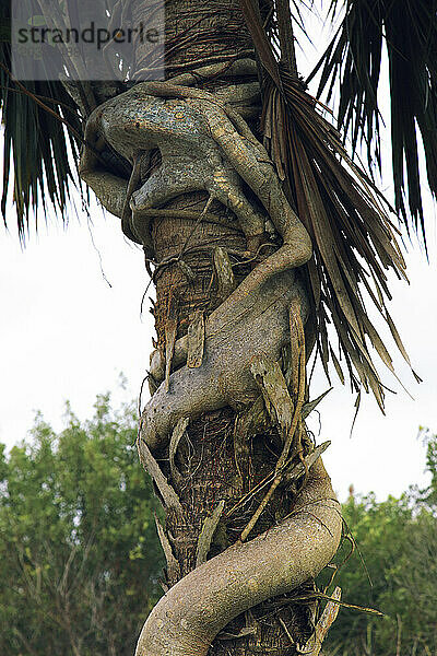 Usa  Florida. Everglades. Strangler fig