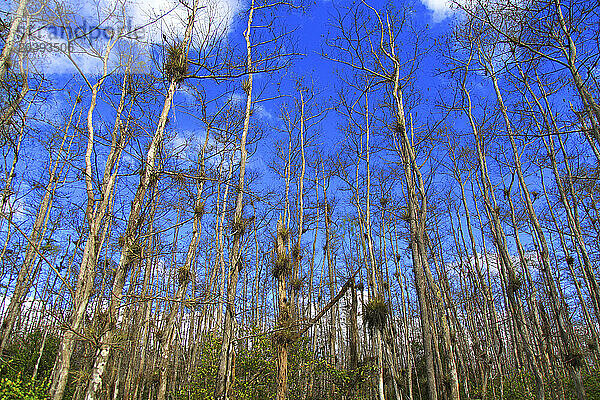 Usa  Florida. Everglades. Loop Road. Cypress trees and swamp