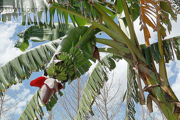 USA. Floride. Naples. Naples Botanical Garden. Bananier. Bananes.