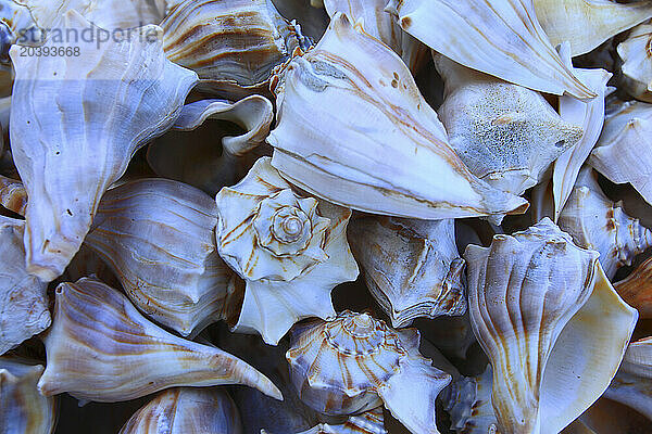 Usa  Florida. Key West  shells