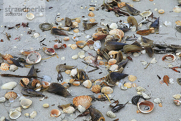 Usa  Florida. Gasparilla Island. Boca Grande. Shells on beach