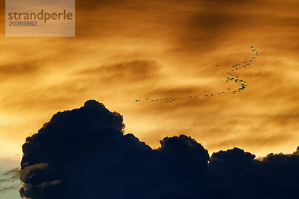 France. Normandie. Manche. pointe de Montmartin sur Mer. Crépuscule depuis les dunes en juin. Vol d'oies sauvages.