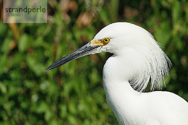 USA. Floride. Parc National des Everglades. Shark Valley. Aigrette blanche.