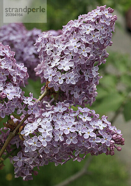 Lilac  flowers