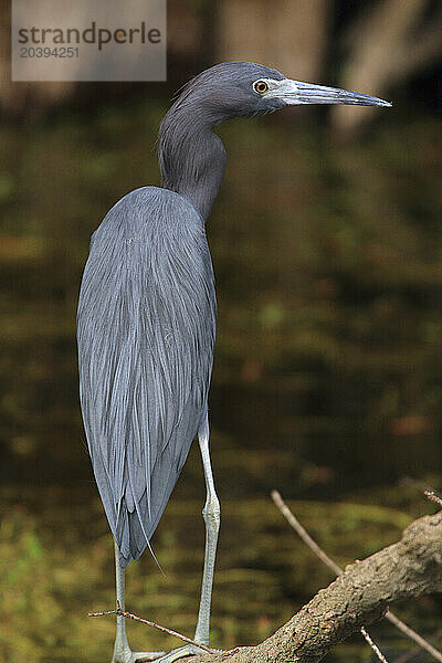 Usa  Florida. Everglades. Loop RoadUsa  Florida. Everglades. Loop Road. Blue heron