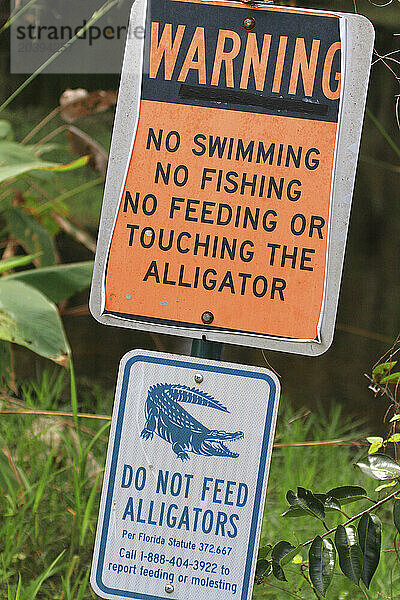 Usa  Florida. Everglades. Loop Road. Alligator. Danger