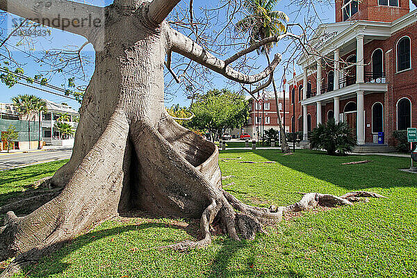 USA. Floride. Les Keys. Key West. Centre historique et touristique. Tribunal de justice à droite. A gauche un arbre kapok.