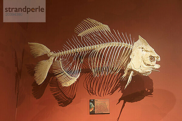 Usa  Floride  Orlando. SKELETONS: Museum Of Osteology. Fish