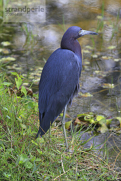 Usa  Florida. Everglades. Loop RoadUsa  Florida. Everglades. Loop Road. Blue heron