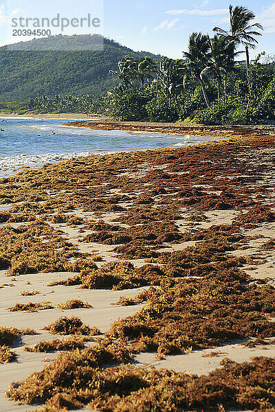 Usa  Porto rico. Culebra Island. Flamenco beach. Sargassum