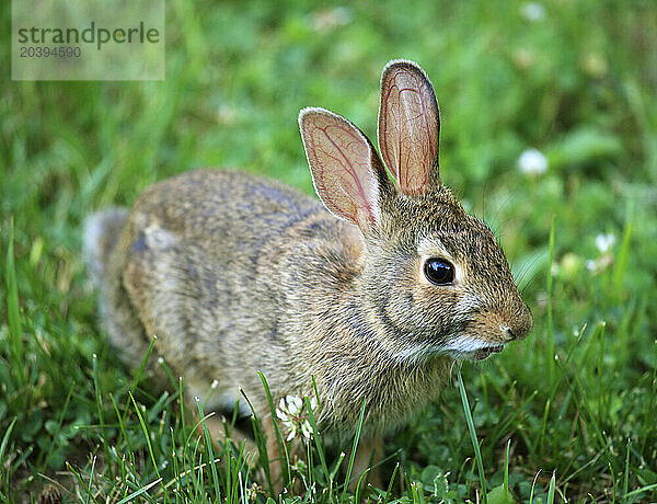 Eastern cottontail rabbit