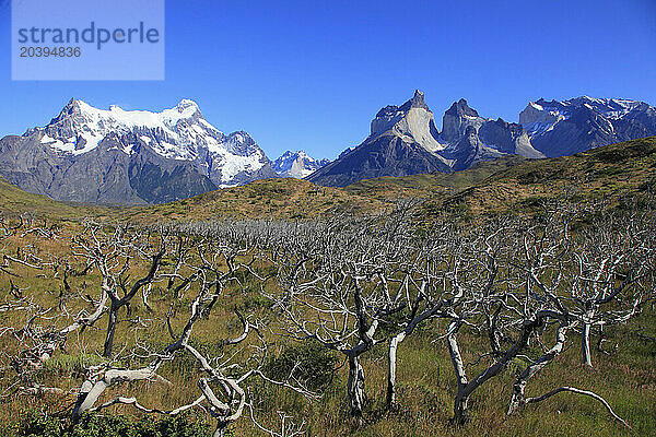 Chile  Magallanes  Torres del Paine  national park  Paine Grande  Cuernos del Paine