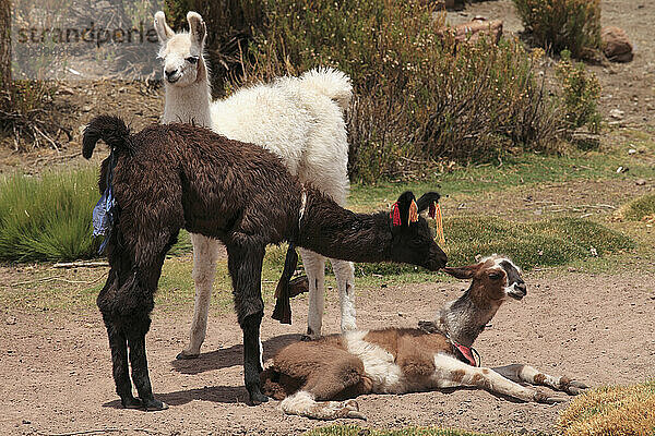 Llamas  lama glama  Chile  Antofagasta Region  Andes  Machuca