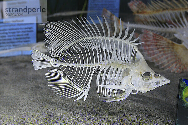 Usa  Floride  Orlando. SKELETONS: Museum Of Osteology. Fish