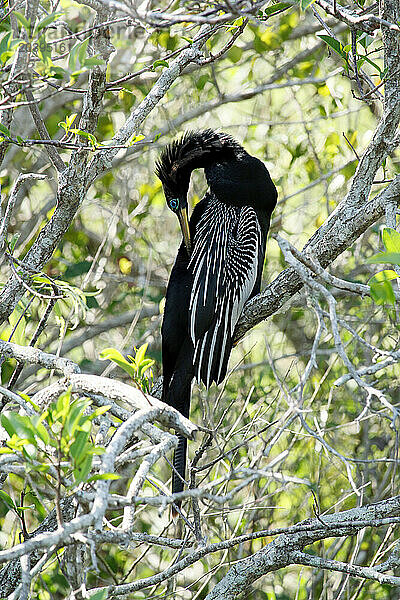 USA. Floride. Parc National des Everglades nord. Shark Valley. Anhinga d'Amérique en train de nettoyer son plumage.