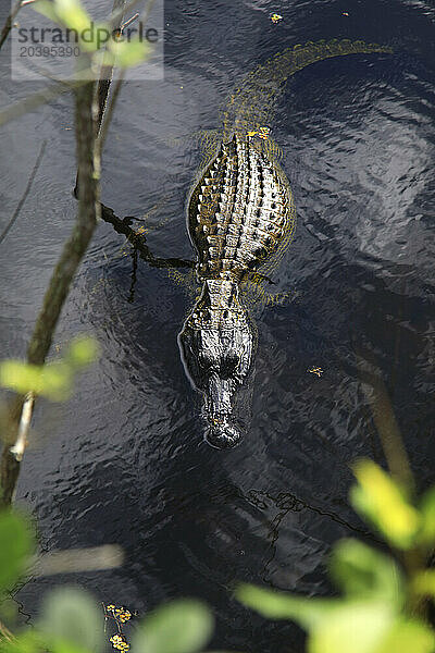 Usa  Florida. Everglades. Alligator