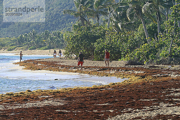 Usa  Porto rico. Culebra Island. Flamenco beach. Sargassum