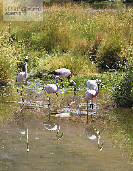 Andean flamingos  phoenicoparrus andinus  Andes  Atacama desert  Chile