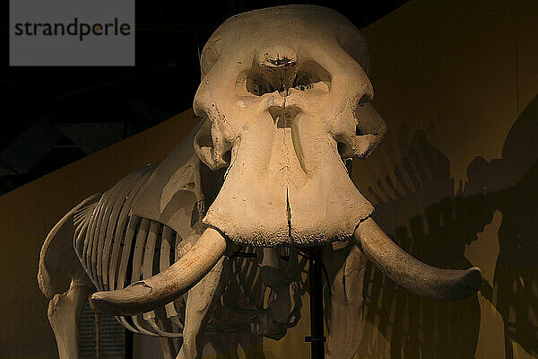 Usa  Floride  Orlando. SKELETONS: Museum Of Osteology. Elephant