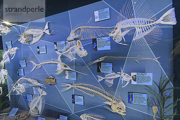 Usa  Floride  Orlando. SKELETONS: Museum Of Osteology. Fish