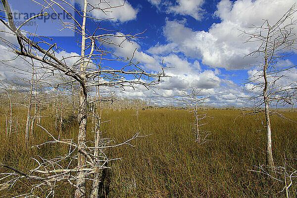 Usa  Florida. Everglades. Loop Road