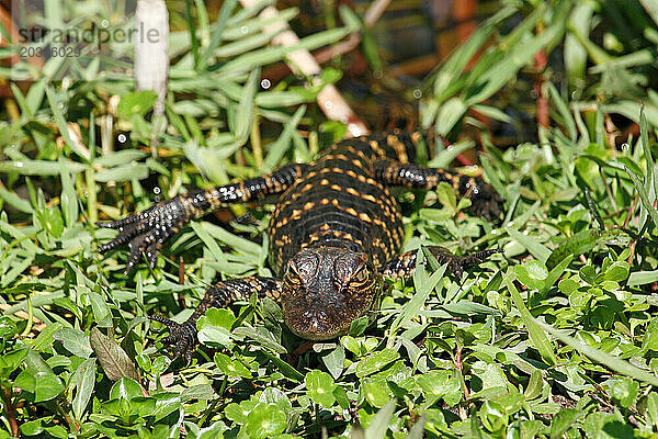 USA. Floride. Parc National des Everglades. Shark Valley. Bébé alligator.