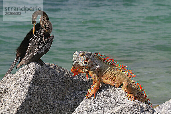 Usa  Florida. Key West. Iguana and cormorant