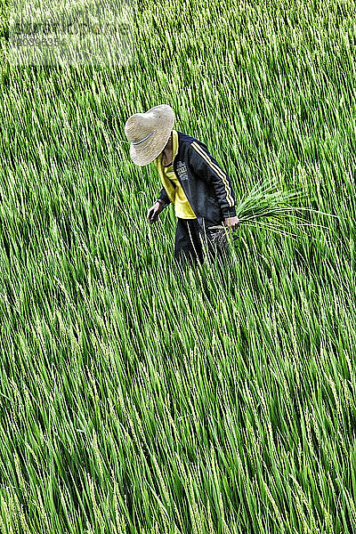 Chine  province du Yunnan  Dali  rizière  jeune femme ramassant les mauvais plants.