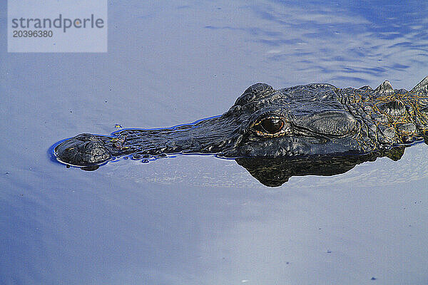 Usa  Florida. Everglades. Alligator