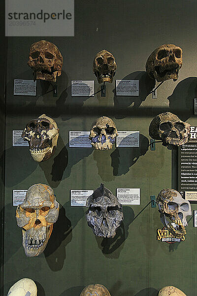 Usa  Floride  Orlando. SKELETONS: Museum Of Osteology. Human skulls