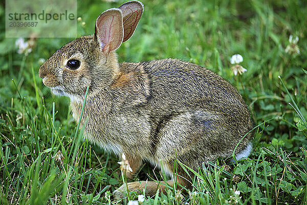 Eastern cottontail rabbit