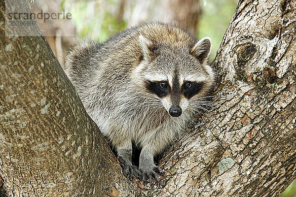 Etats-Unis. Floride. Miami. Key Biscayne. Bill Baggs Cape Florida State Park. Gros plan sur un raton laveur se reposant sur un tronc d'arbre.