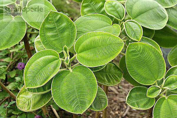 Brésil. Gros plan sur une plante tibouchina grandifolia.