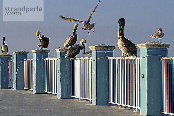 USA  Florida  Keys