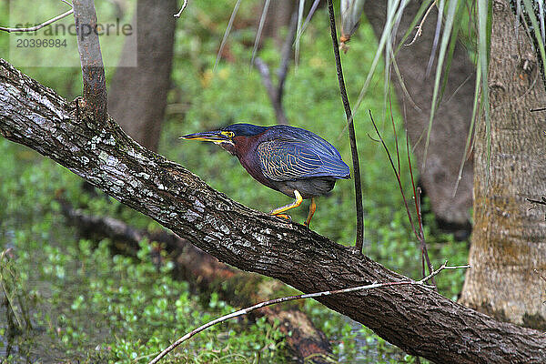 Usa  Florida. Everglades. Loop Road. Green heron