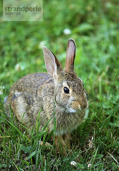 Eastern cottontail rabbit