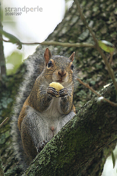 Usa  Floride  Orlando. Squirrel