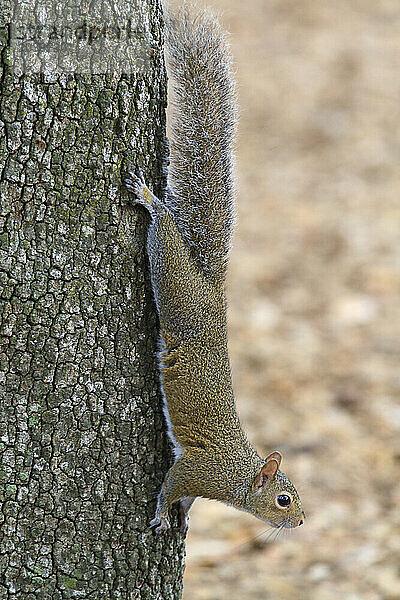 Usa  Floride  Orlando. Squirrel